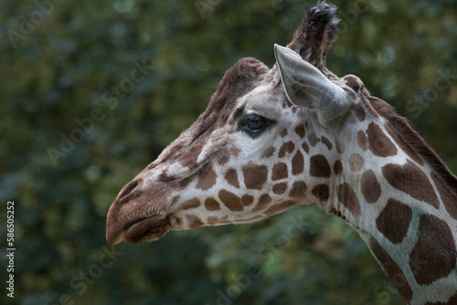 Photography portrait of a giraffe