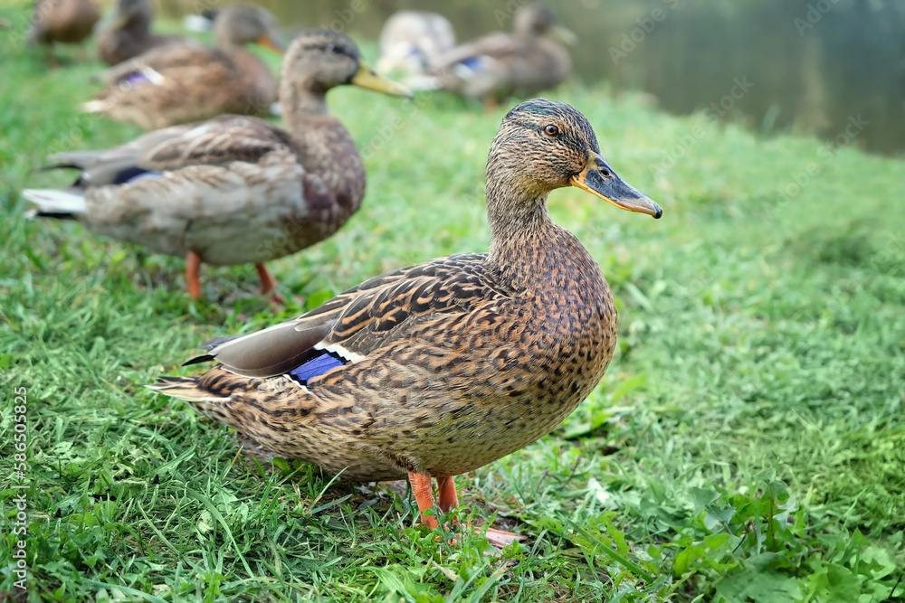 beautiful portrait of wild duck on green grass, abstract natural background. concept of care and waterfowl birds breeding, save wildlife. Animals theme beautiful portrait of wild duck on green grass, abstract natural background. concept of care and waterfowl birds breeding, save wildlife. Animals theme