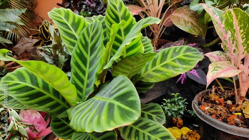 Calathea Zebrina plant in the garden
