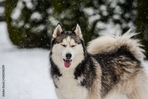 Siberian Husky portrait in the snow © Edita