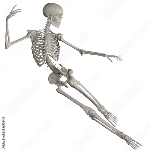 skeleton posing 3d render illustration with transparent background