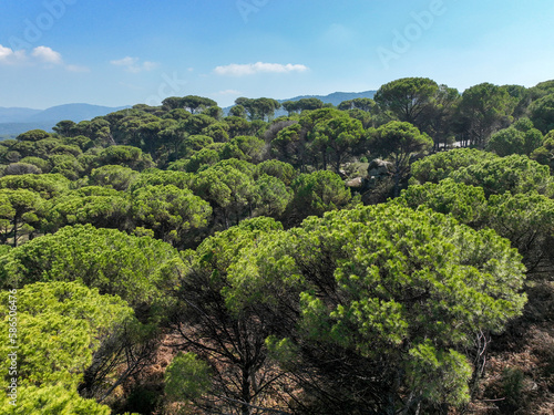 Kozak Plateau is between Bergama-Ayvalık district centers within the borders of İzmir in the Aegean. Aerial drone view of Pinus pinea trees in Kozak plateau. Kozak yaylasi - Turkey. photo