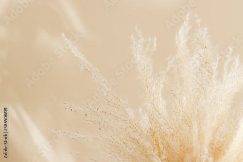 Closeup dry pampas grass with shadows  neutral beige background. Aesthetic home  bohemian poster for interior