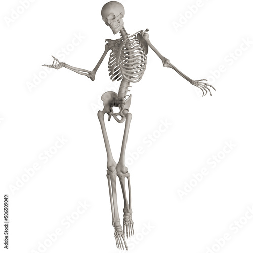 skeleton posing 3d render illustration with transparent background © dada_design