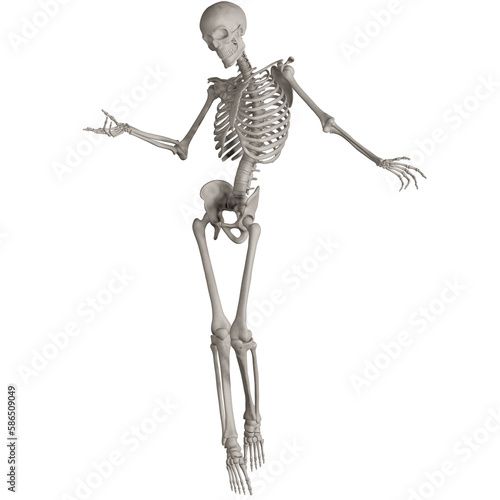 skeleton posing 3d render illustration with transparent background photo