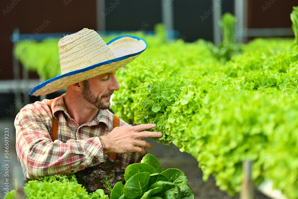Happy caucasian male farmer inspecting quality of organic vegetable in greenhouse before harvest. Business agricultural concept Happy caucasian male farmer inspecting quality of organic vegetable in greenhouse before harvest. Business agricultural concept