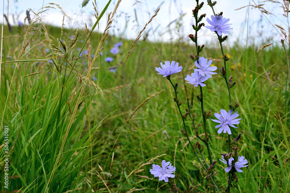 Fototapeta premium A field of grass with blue flowers of chicory isolated on green grass background