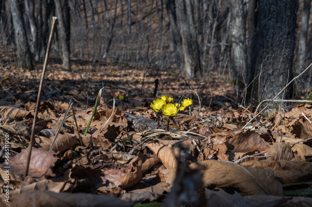 yellow flowers bloom in the forest