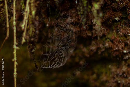 cobweb among the forest and wolves