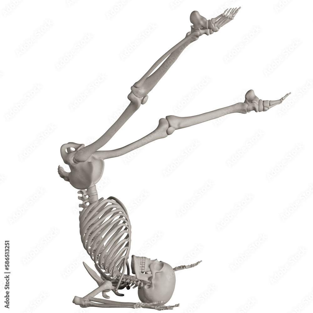 Fototapeta premium skeleton posing 3d render illustration with transparent background
