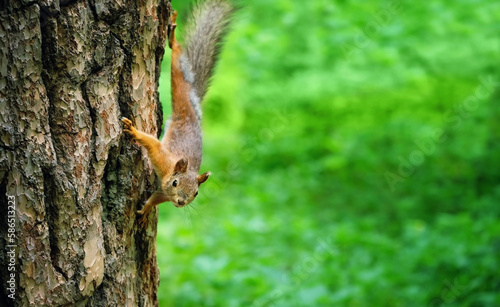 squirrel on tree, blurred natural forest background. portrait of Eurasian red squirrel (Sciurus vulgaris) in natural habitat. save wildlife, care of wild animals, ecology concept. template for design