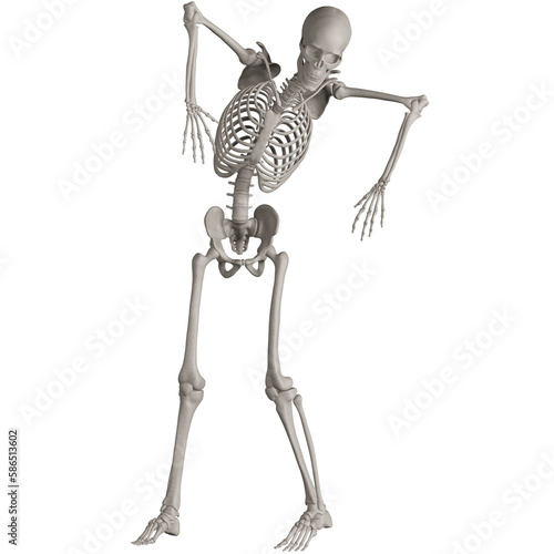 skeleton posing 3d render illustration with transparent background © dada_design