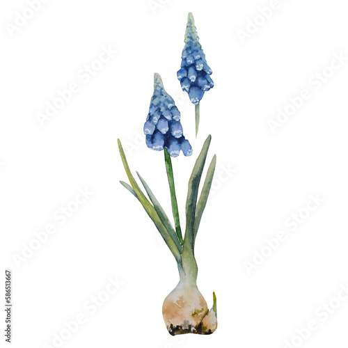 Muscari, Spring Flowers, blossom, red. Hand drawn watercolor illustration, isolated on white background Hand painted botanical illustration for cards, invitations, print design