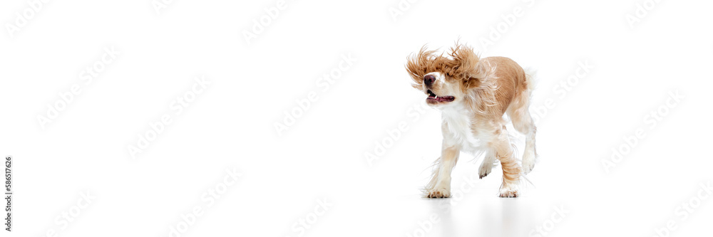 Running. Flying ears. Studio image of beautiful dog, english cocker spaniel in motion against white background. Concept of domestic animal, motion, action, , animal life. Banner. Copyspace for ad. Running. Flying ears. Studio image of beautiful dog, english cocker spaniel in motion against white background. Concept of domestic animal, motion, action, , animal life. Banner. Copyspace for ad.