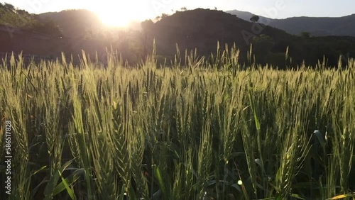 beautiful sunrise on the wheat crop in the village. 