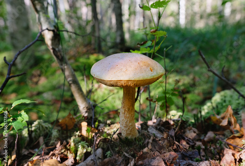 Mushroom in the summer forest. 