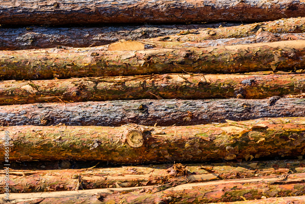 Background of the many tree logs. Wooden pattern Background of the many tree logs. Wooden pattern
