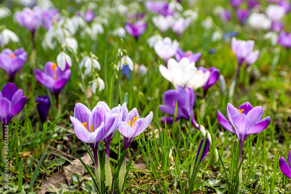 Violet Crocus spring flowers field on a sunny day, concept of awakening Violet Crocus spring flowers field on a sunny day, concept of awakening