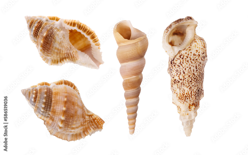 Collection of seashell isolated on transparent background. Seashell for you design. - obrazy, fototapety, plakaty 
