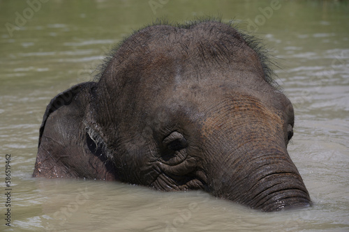 The head of an Asian elephant looks out of the pond in which he is bathing. Close-up.
