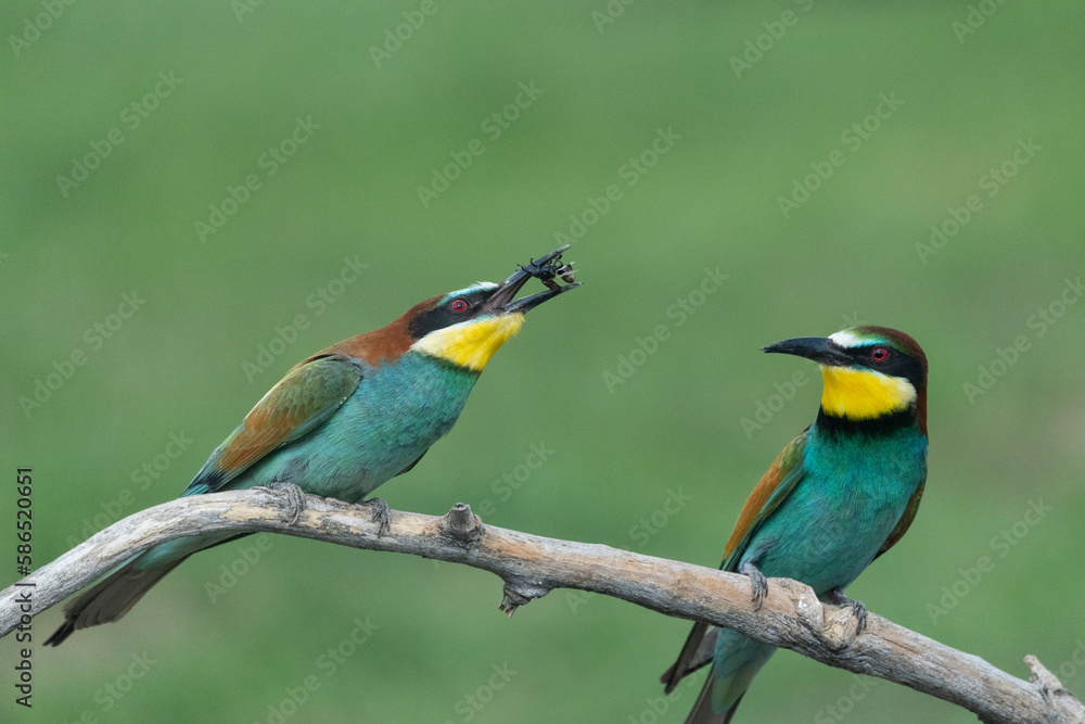 bee eater perched on a branch bee eater perched on a branch