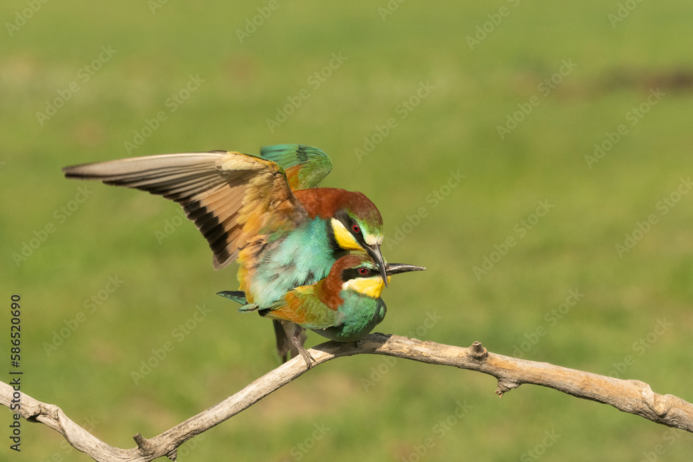 Obraz premium European bee eater (Merops apiaster)
