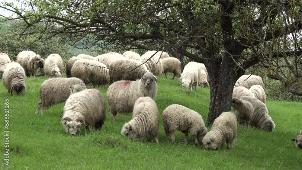 Herding Sheep in Mountains, Flock of Sheep Grazing on Hill, Pastoral Landscape Herding Sheep in Mountains, Flock of Sheep Grazing on Hill, Pastoral Landscape