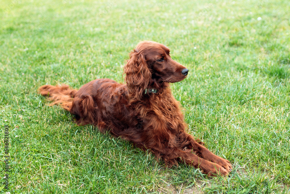 Beautiful Irish Setter dog is lying in grass on a beautiful summer day. Copy space Beautiful Irish Setter dog is lying in grass on a beautiful summer day. Copy space