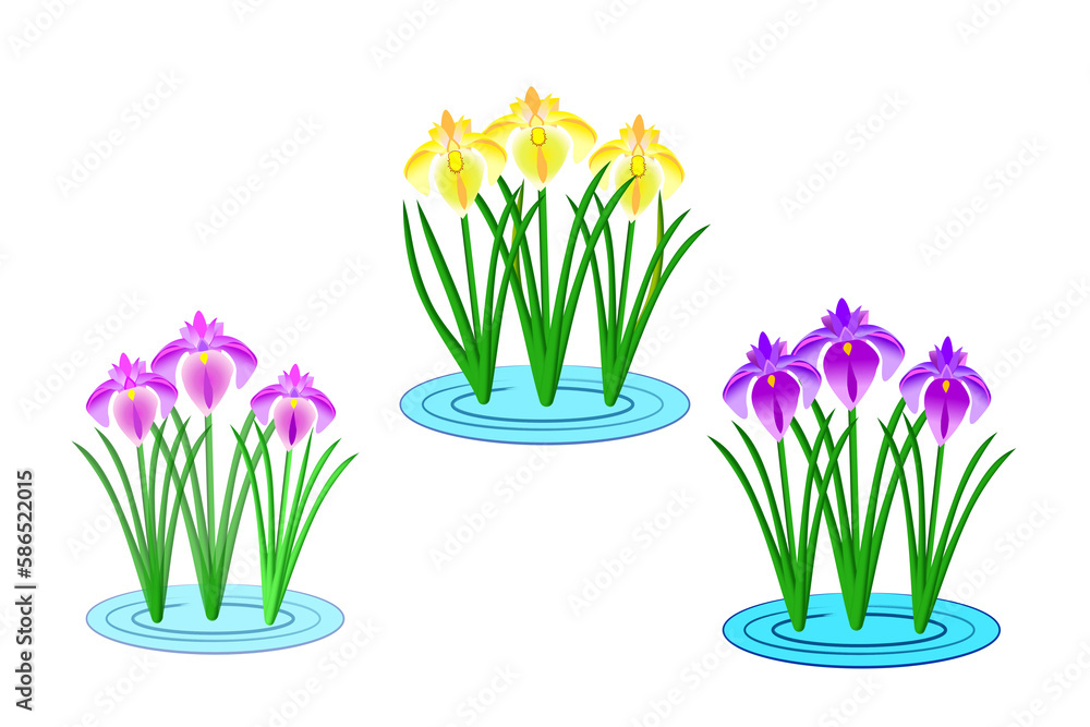 花菖蒲 花菖蒲
