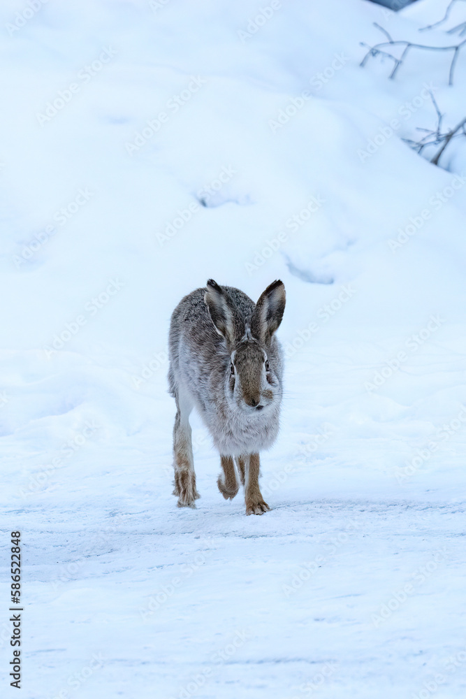 Naklejka premium hare runs through the snow in the winter