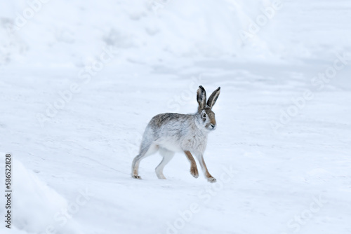 hare runs through the white snow