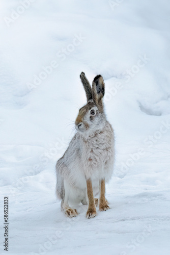 beautiful fluffy hare in the snow