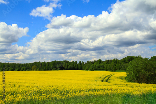  yellow rape field in summer
