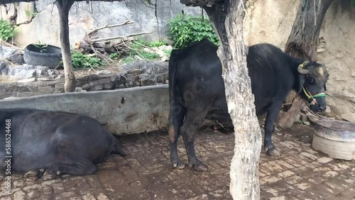 buffalos on the farm, old-style animal farm in the village 