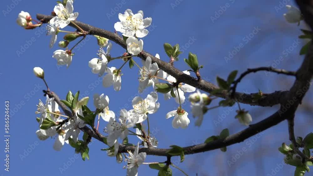 4K Blossom Blooming Trees Orchard Spring Fruits Flowers Cherry Plum Apple Peach 4K Blossom Blooming Trees Orchard Spring Fruits Flowers Cherry Plum Apple Peach