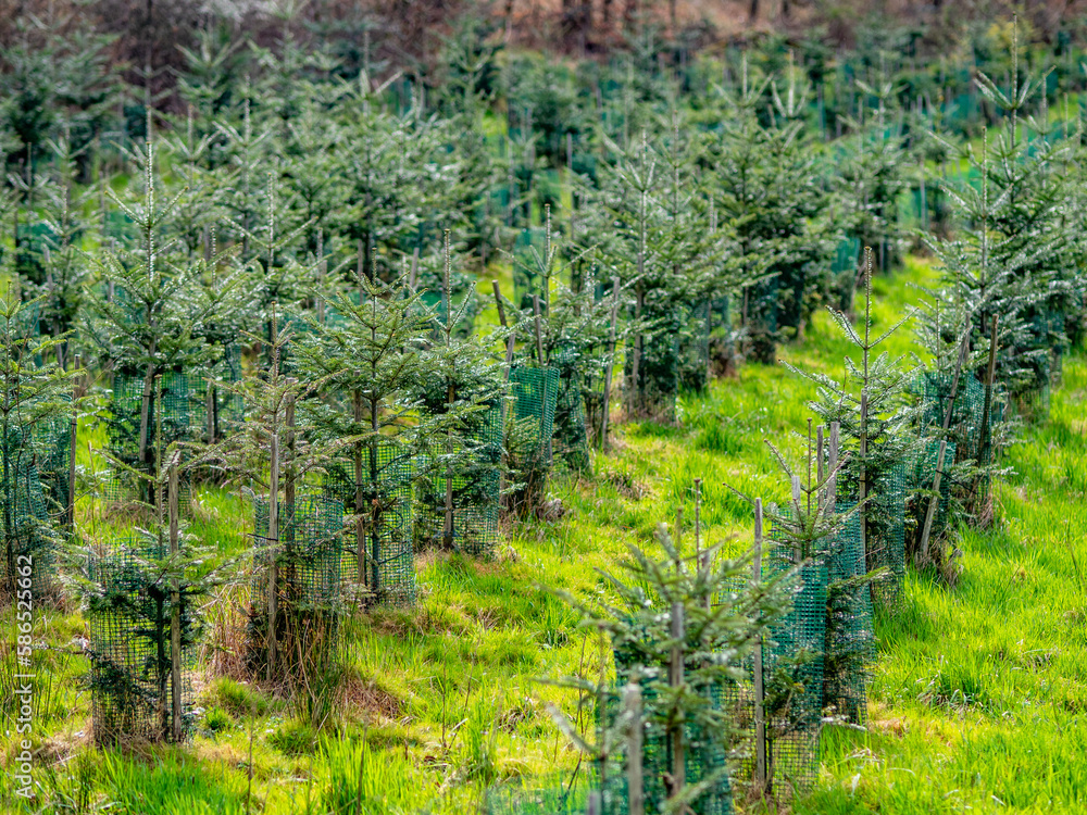 Wiederaufforstung durch anpflanzen junger Nadelbäume am Waldrand