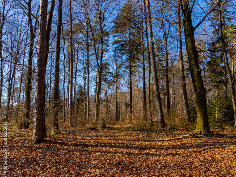 Autumn sunlight casting shadows in the forest Autumn sunlight casting shadows in the forest
