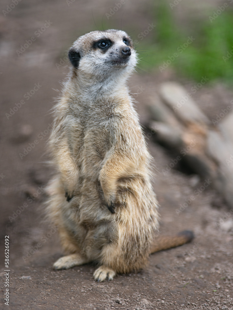 Fototapeta premium meerkat stands on its hind legs and looks to the side