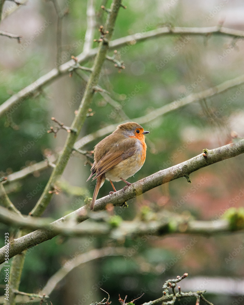 Fototapeta premium robin on branch
