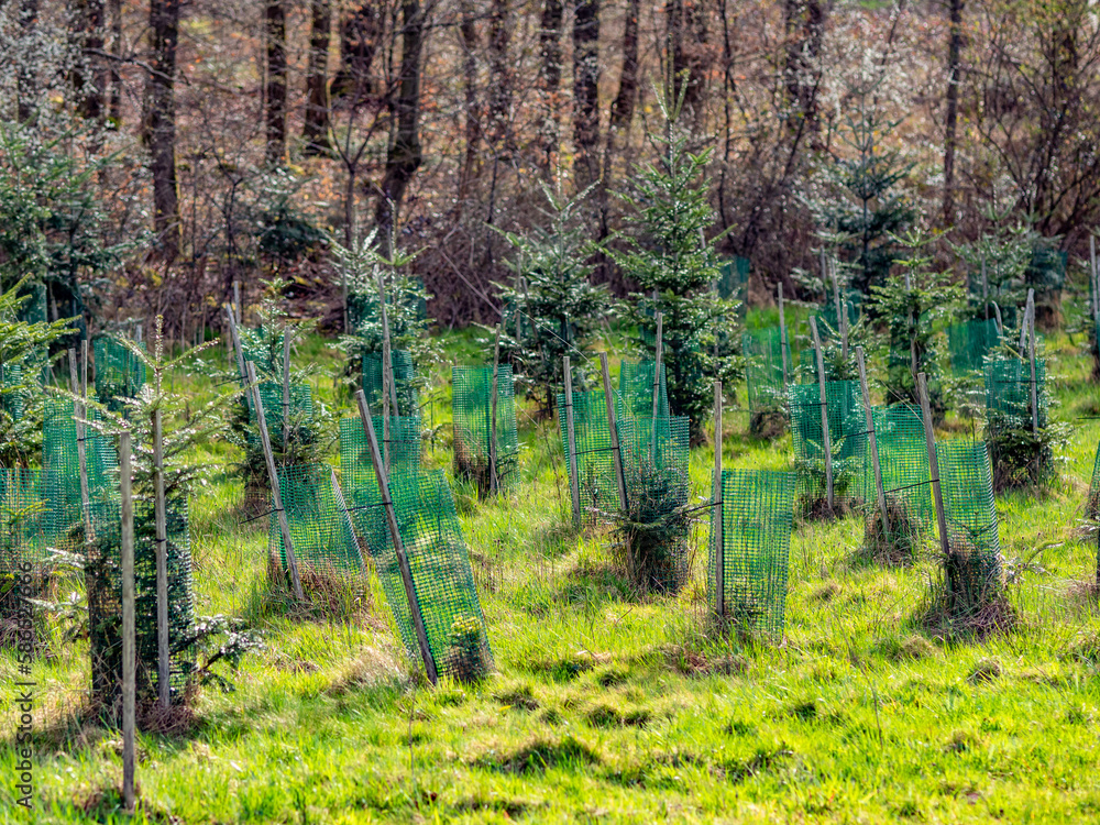 Fototapeta premium Wiederaufforstung durch anpflanzen junger Nadelbäume am Waldrand