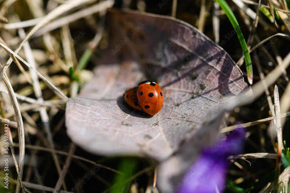 Two red ladybirds mating on a dry leaf Two red ladybirds mating on a dry leaf