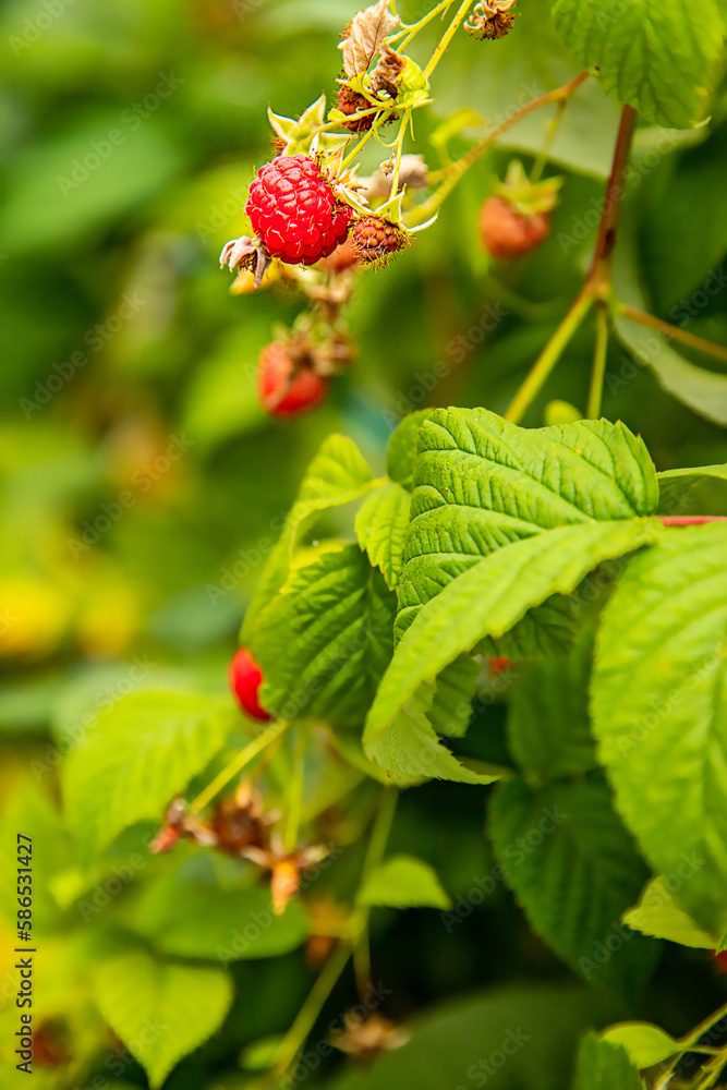 fresh organic raw raspberries growing and heady for picking at the farm, pick your own, summer harvest. High quality photo fresh organic raw raspberries growing and heady for picking at the farm, pick your own, summer harvest. High quality photo