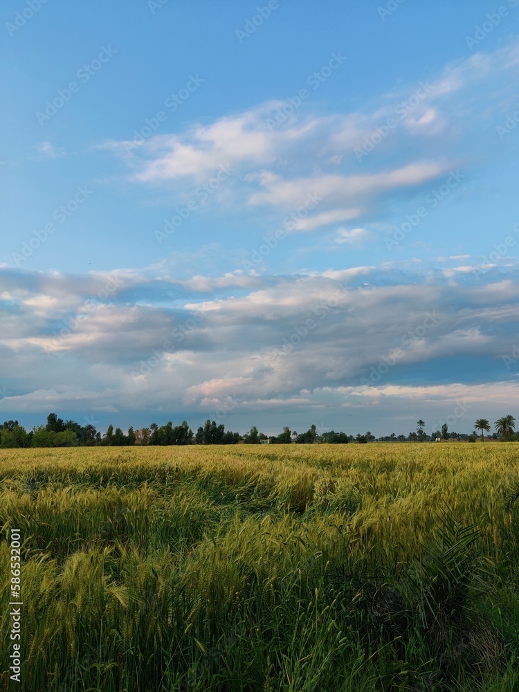 field of wheat