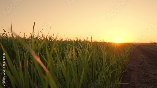 Shoots of young sprouts on field in spring. Green wheat sprouts on field in rays of sunset. Wheat farming  agribusiness. Green grass on field.Slow motion. Concept of life  growing sprouts. Grow food.