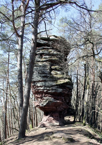 Wallpaper Mural Wandern im Wald Torontodigital.ca