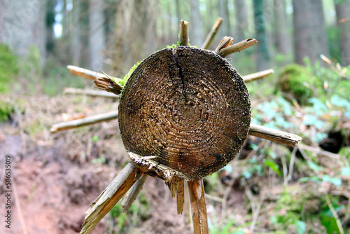 Wallpaper Mural abgeholzter Baumstamm Torontodigital.ca