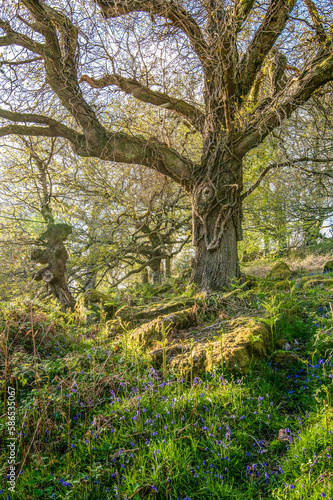 Whiddon Deer Park, Chagford, Devon at bluebell time