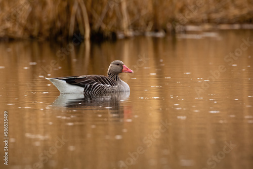 Grey leg Goose