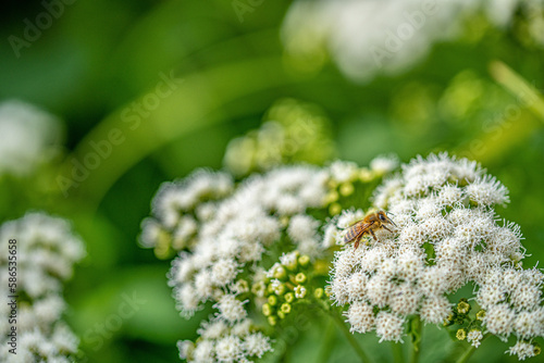 Bee on ageratina altissima (White snakeroot) 