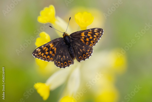 Butterfly on yellow flower, Hamearis Lucina, The Duke of Burgundy